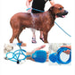 Perie spălare și masare câini + 3 accesorii CADOU